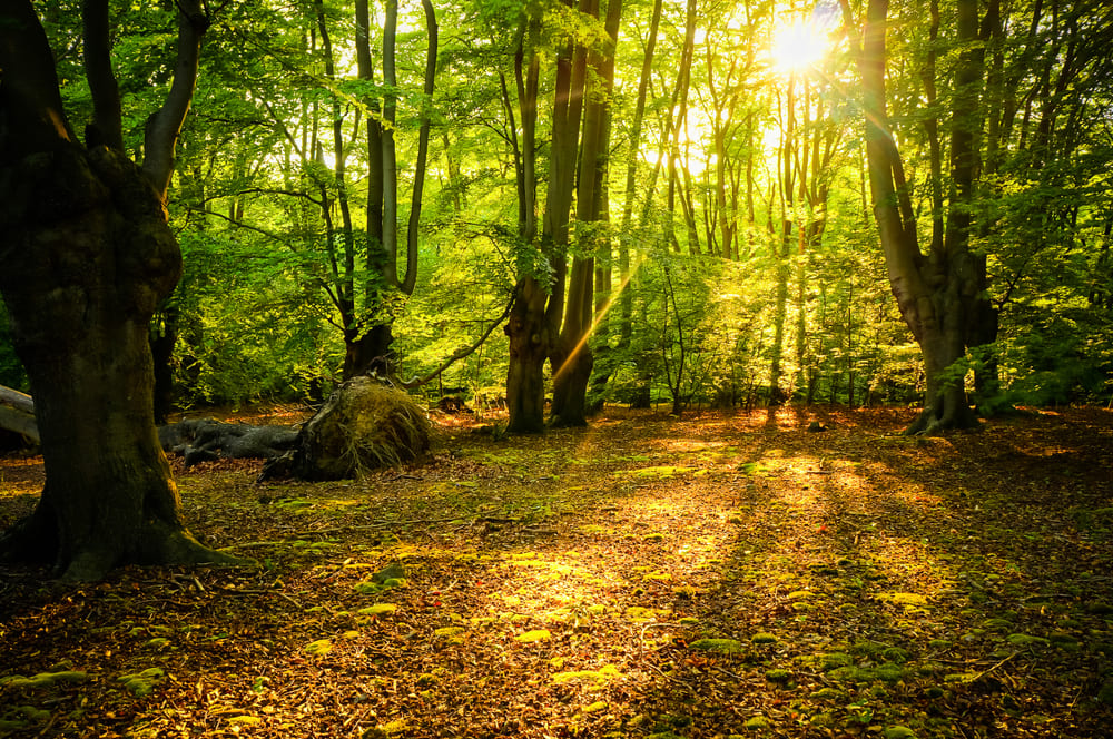 epping forest