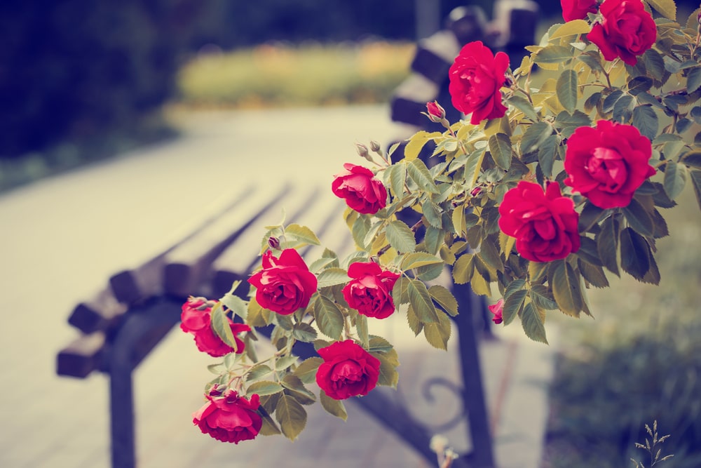 The Rose Garden, Hyde Park