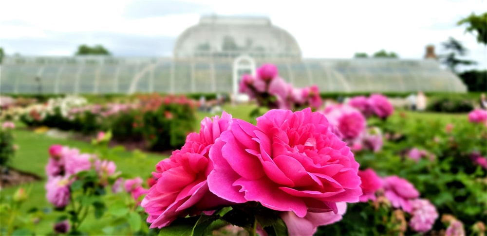 The Rose Garden Kew Gardens