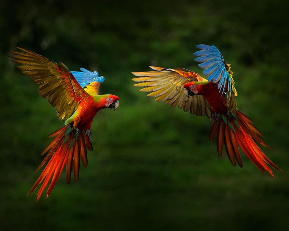 Wildlife